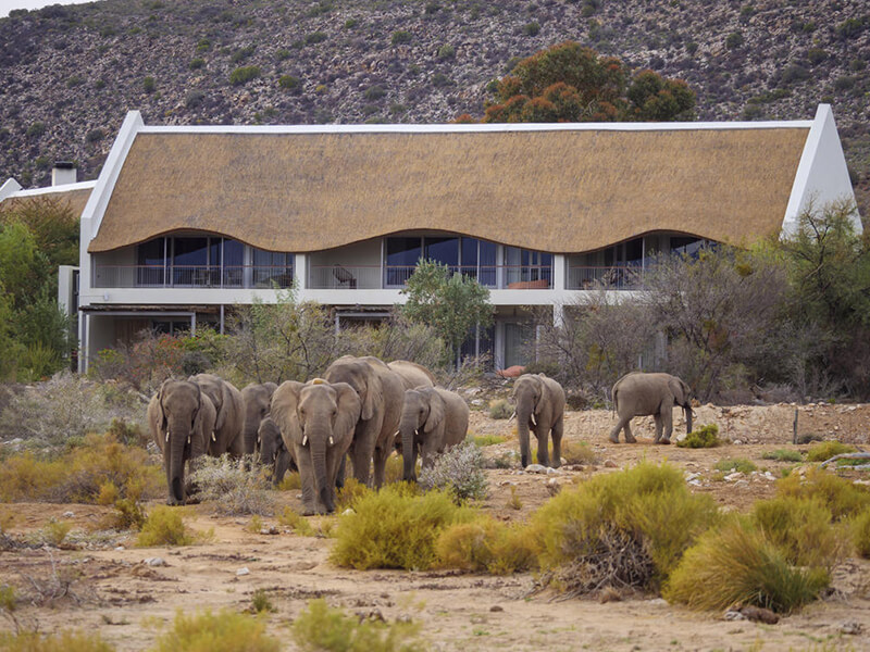 Safaris Down South - Gondwana Family Lodge at Sanbona