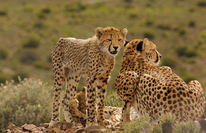 Safaris Down South - Gondwana Family Lodge at Sanbona