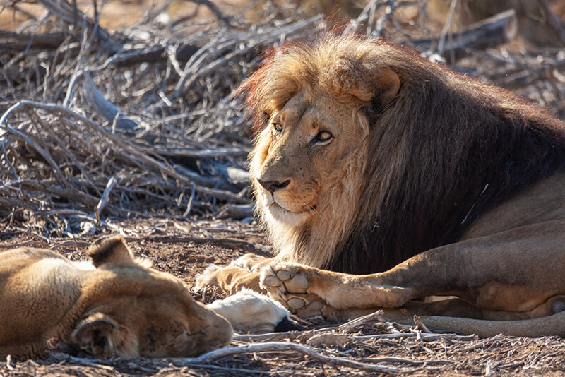 Safaris Down South - The Safari Lodge at Inverdoorn