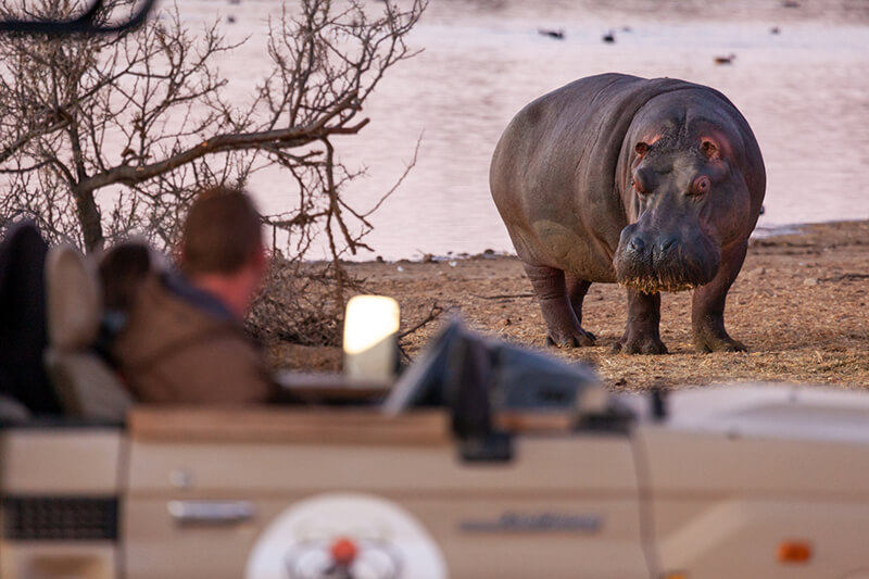 Safaris Down South - The Safari Lodge at Inverdoorn