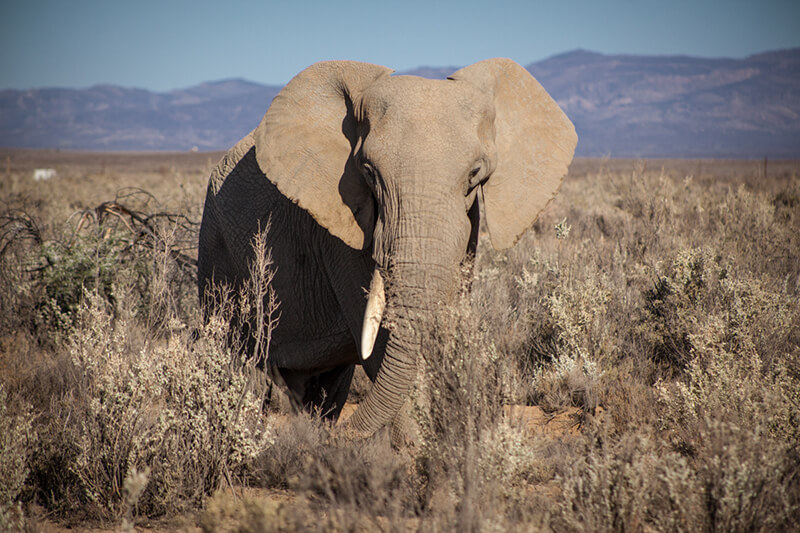Safaris Down South - The Safari Lodge at Inverdoorn
