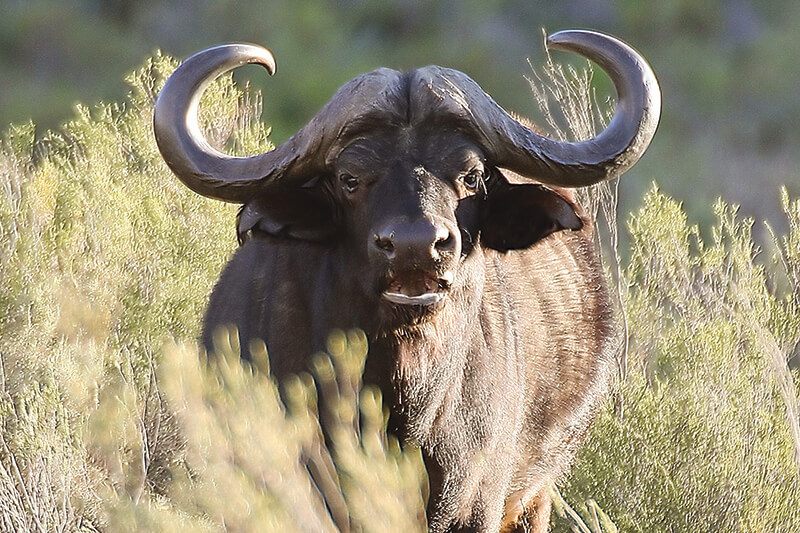 Safaris Down South - Safari Lodge at Aquila