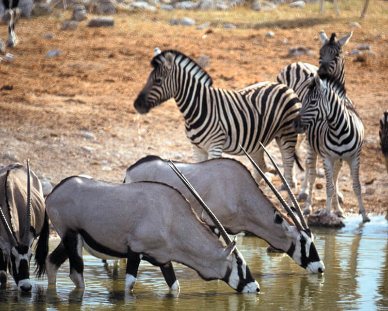 Safaris Down South - Cape Town Day Safari