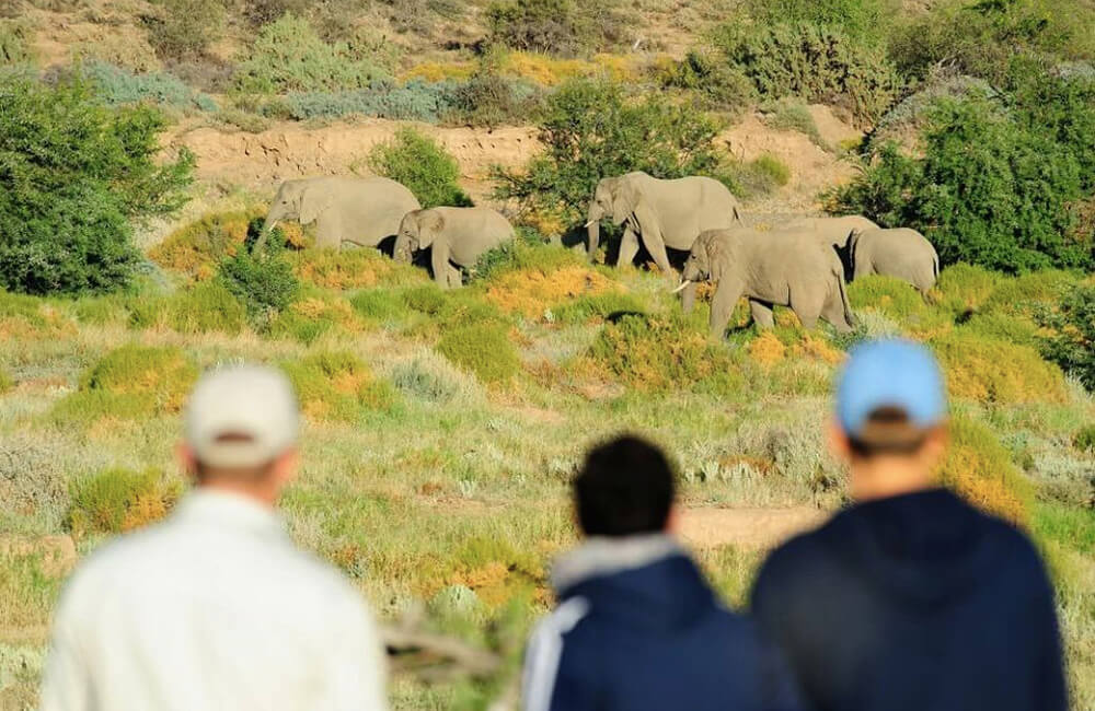 Safaris Down South - Explorer Camp at Sanbona