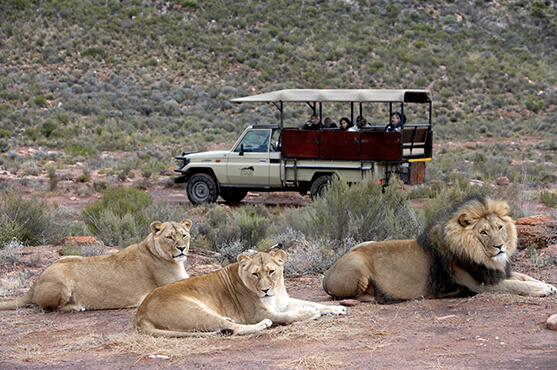 Safaris Down South - Open 4x4 Safari Drive