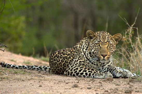 Sabi Sands