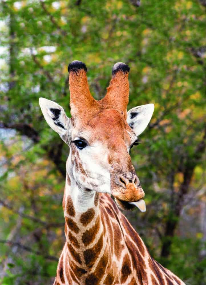 Leopard Hills feature 5