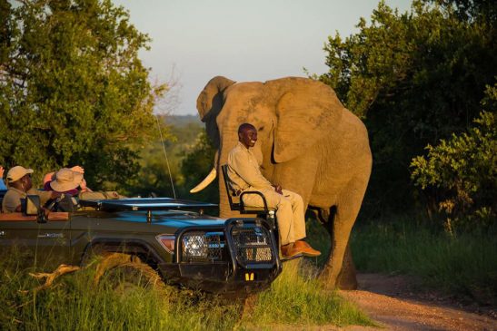 Thornybush wildlife 2