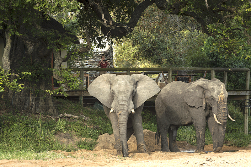 Tintswalo Safari Lodge 138_D423677