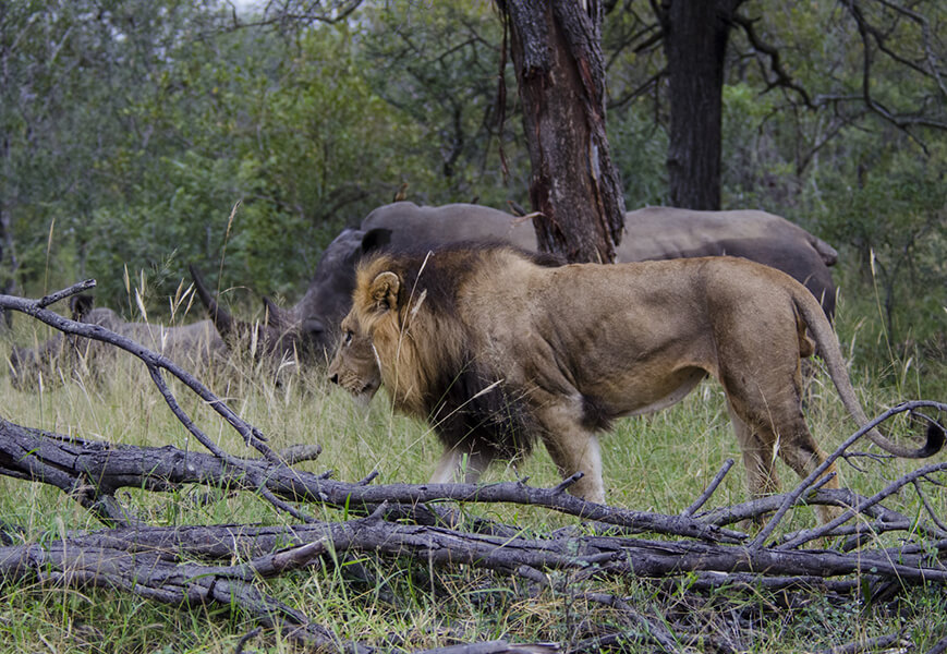 Wildlife at Kapama Game Reserve