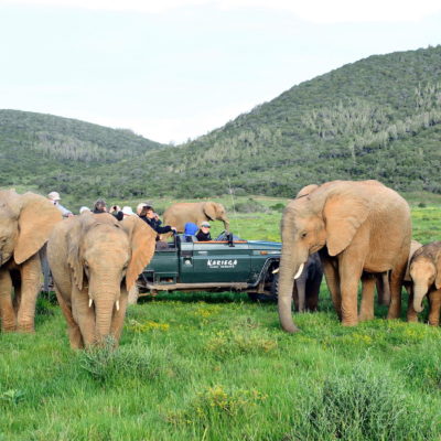 Eastern Cape Safari Eastern Cape Safari