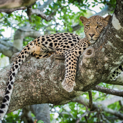 Kruger National Park Safari