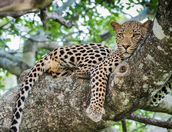 Kruger National Park Safari