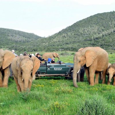 Eastern-Cape-Safari-1024x682