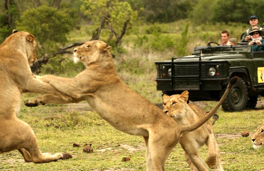 african safari myths