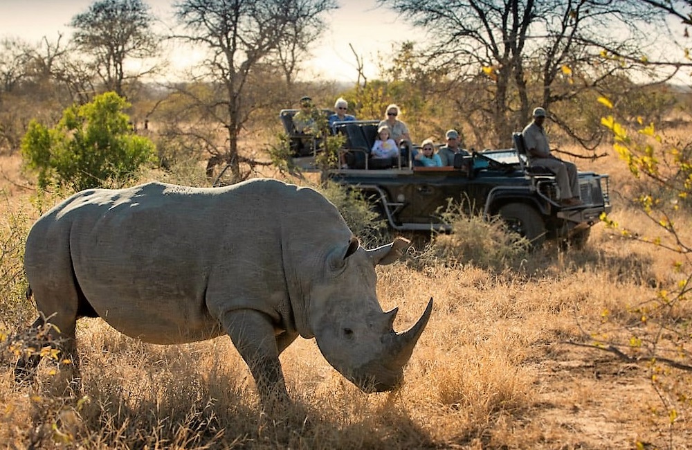 is going on safari dangerous