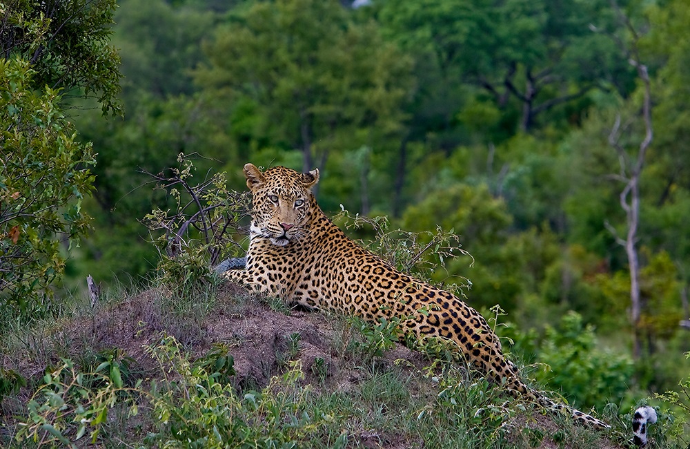 Kruger National Park facts