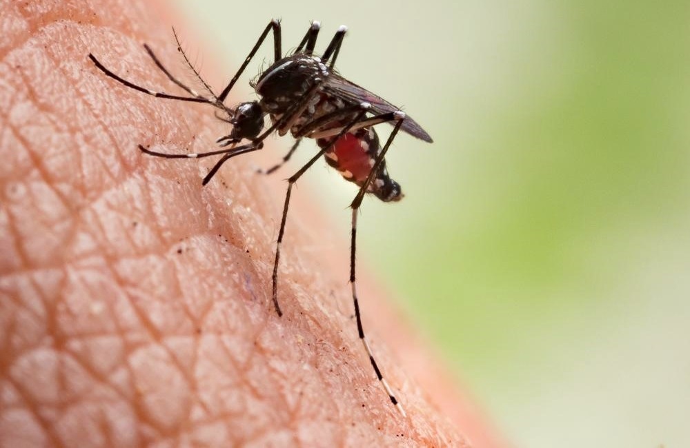 is going on safari dangerous