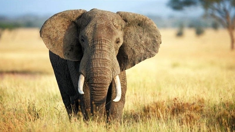 Big Five Game Animals