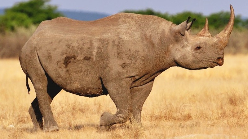 Big Five Game Animal Facts