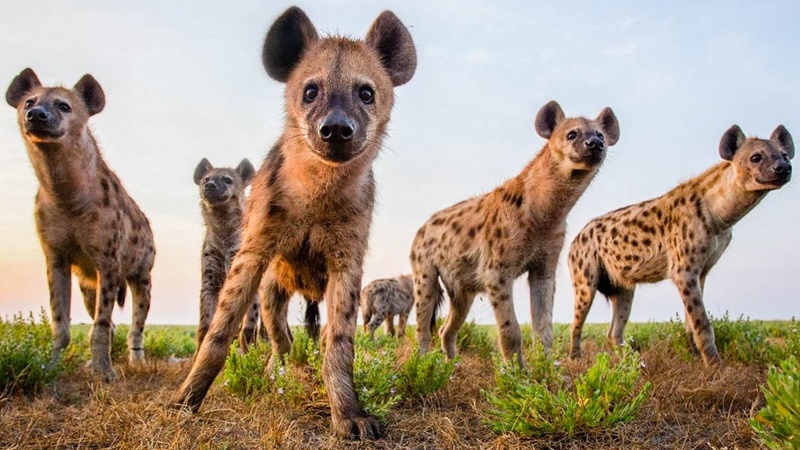 Safari rules and etiquette