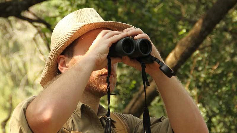 Safari wildlife viewing