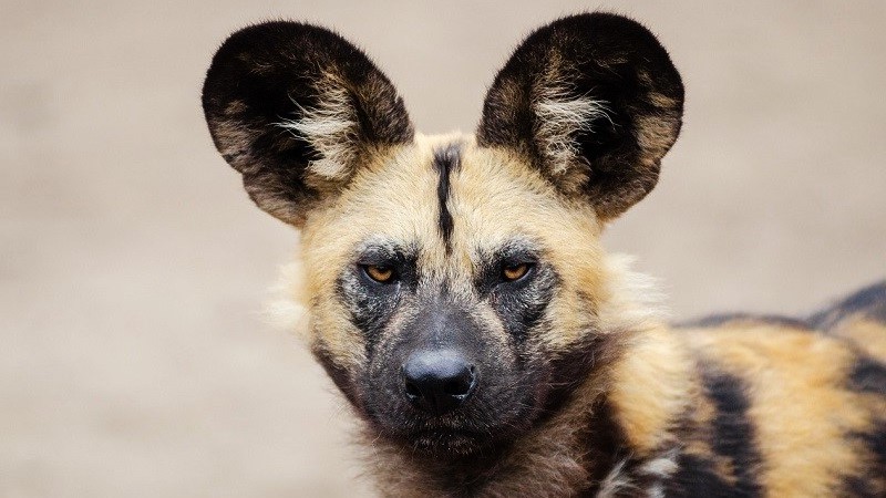 Safari wildlife photos