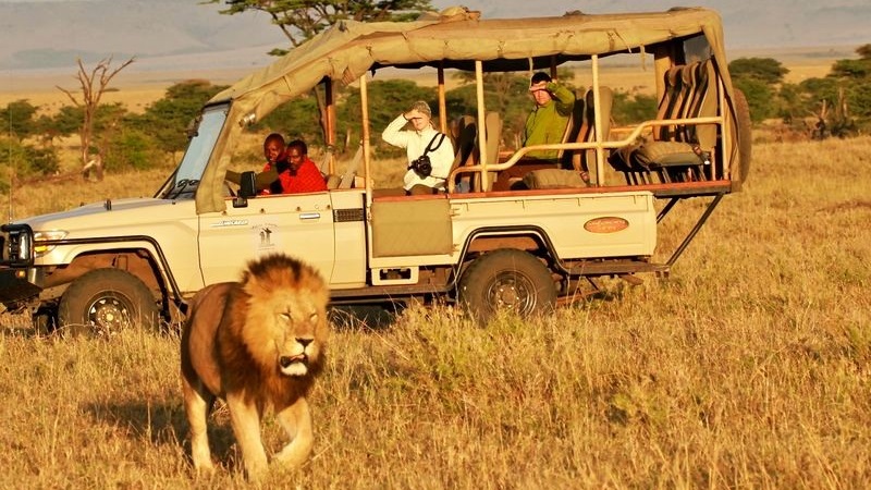 Travel trends safari