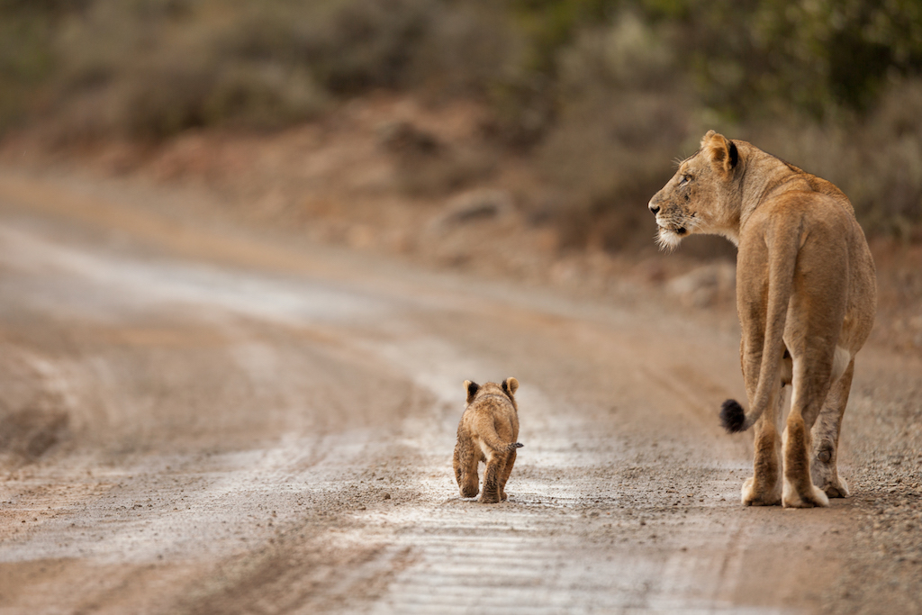 Kwandwe Private Game Reserve, Eastern Cape