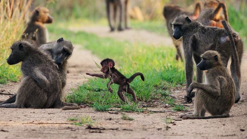Safari guide for women