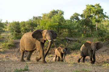 Wildlife-Elephant-Singita-Kruger-National-Park