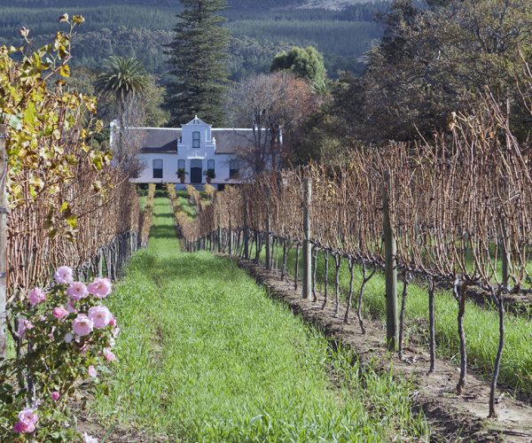 A traditional Cape Dutch homestead on a wine farm called Buitenverwachting in Constantia, Cape Town, South Africa