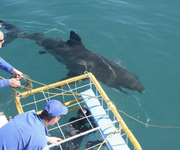 Shark Cage Diving