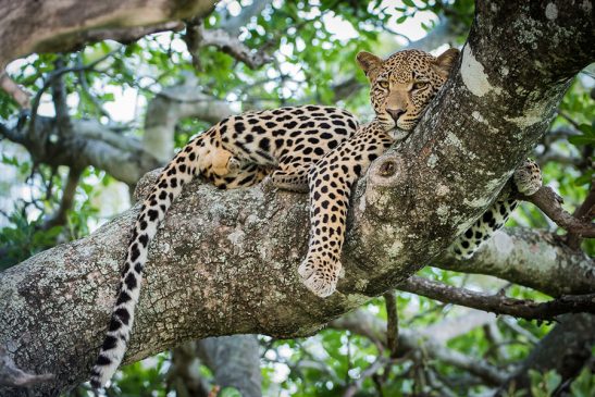 Sabi Sabi Earth Lodge Itinerary 4