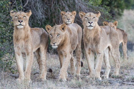 Sabi Sabi Earth Lodge Itinerary 5