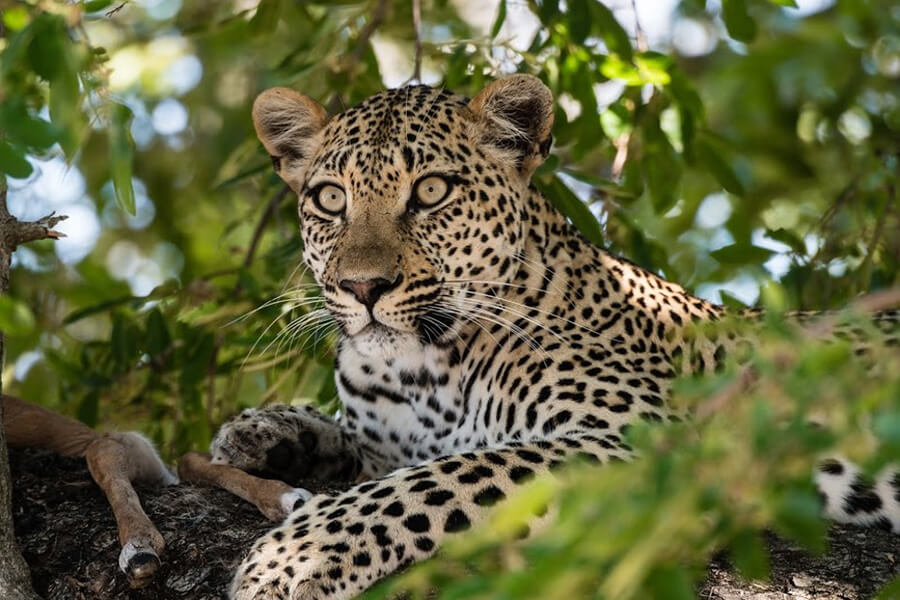 Leopard in Simbambili Sabi Sands