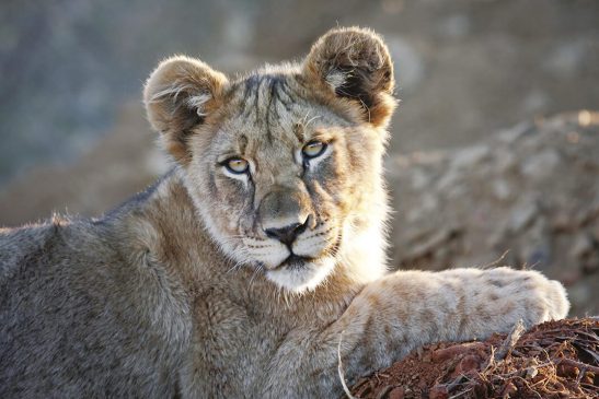 Tuningi Main Gallery