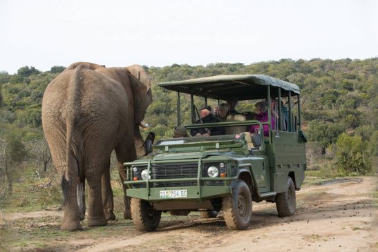 Pumba Bush Lodge-small