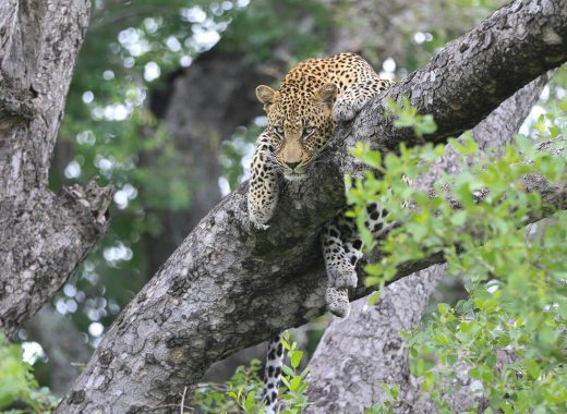 Sabi Sabi Earth Lodge (1) (1)