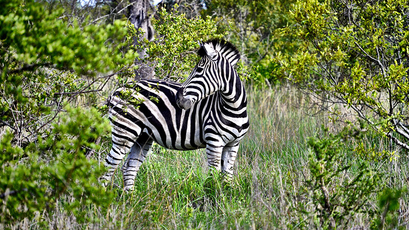 &Beyond Ngala Tented Lodge_3