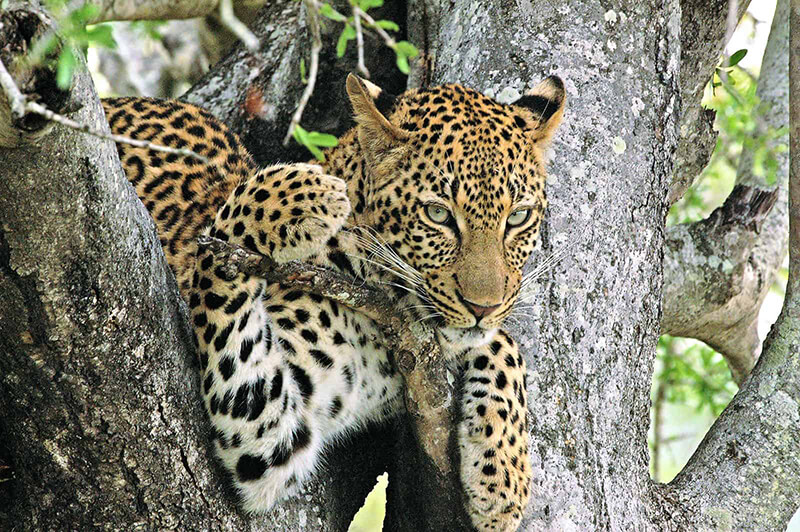 Kings Camp Feature 1