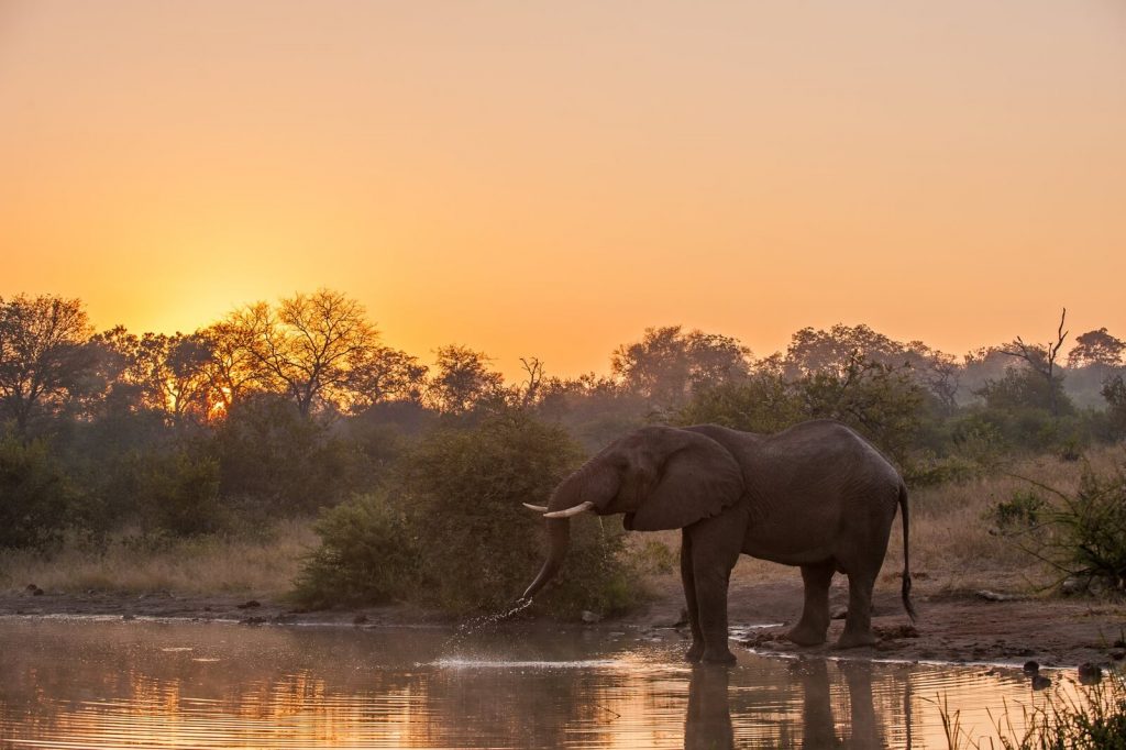 An elephant drinking by the waterhole at sunset