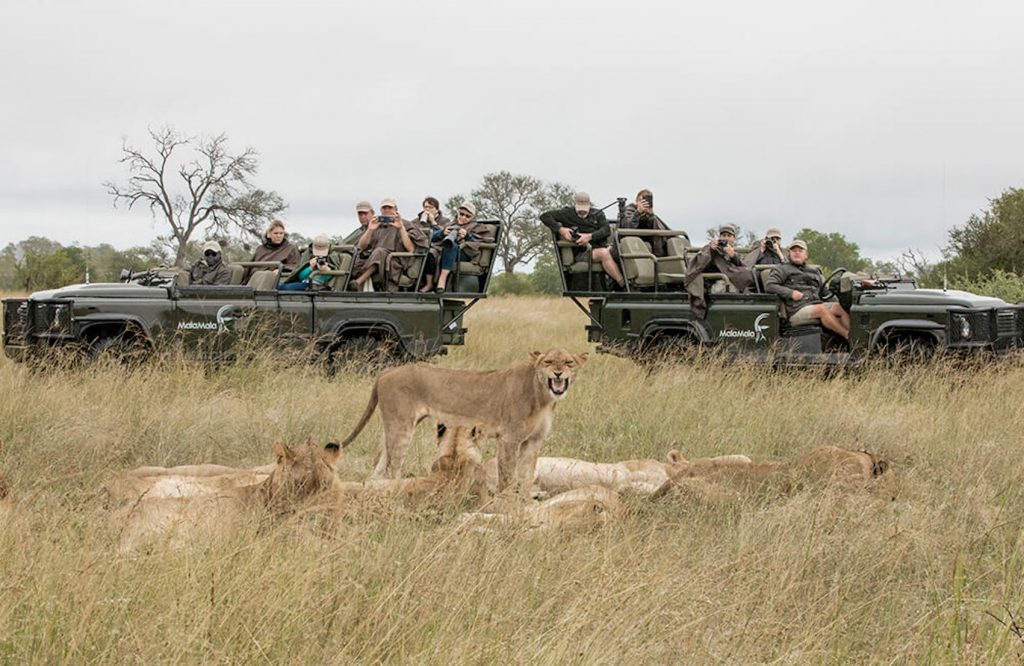A pride of lions at MalaMala