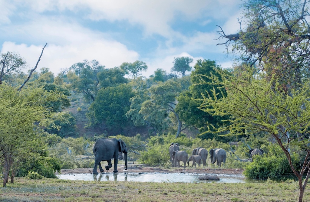 The Kruger National Park