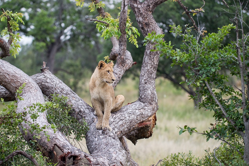 Lion in the Kruger National Park