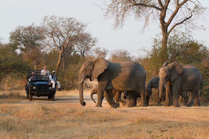 The Kruger National Park 