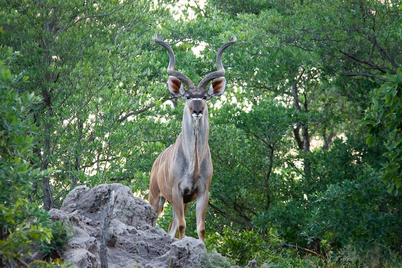 Antelope on a rock