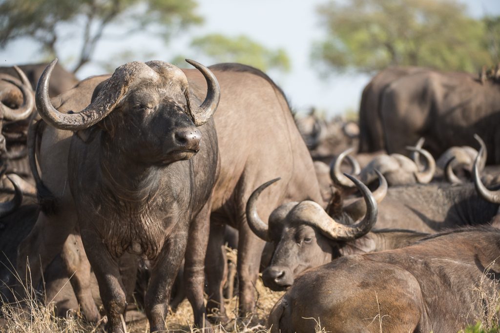 Herd of Kruger's buffalo