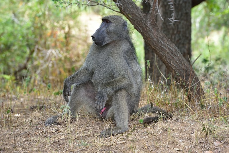 Chacma baboon sighting