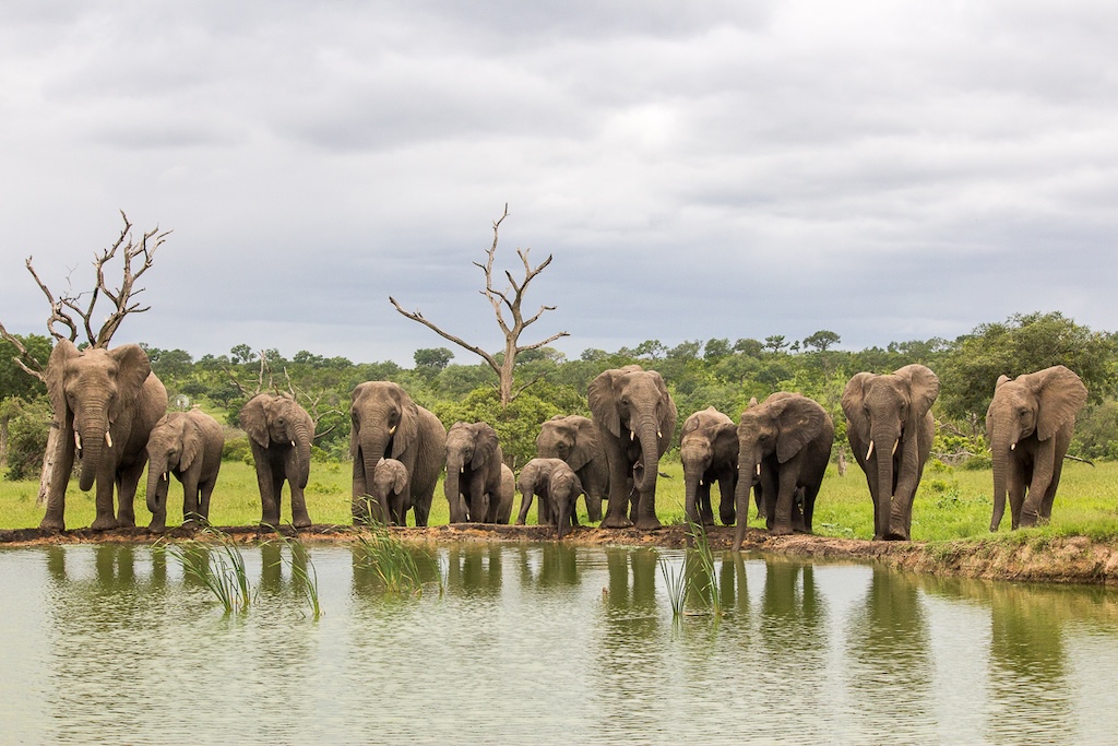 Herd of Elephants around a waterhole